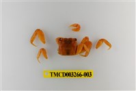 藏品(帝王仿相手蟹)的圖片